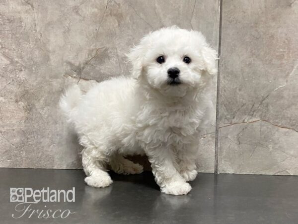 Bichon Frise DOG Male White 29092 Petland Frisco, Texas