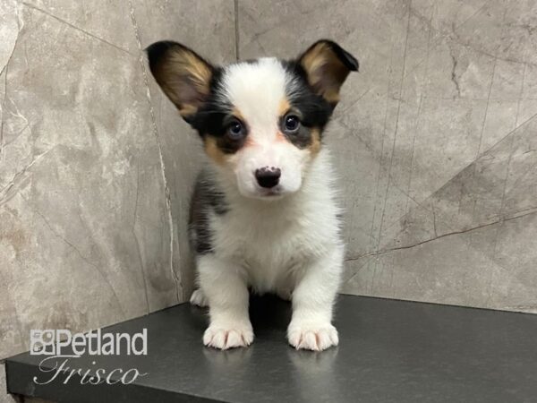 Pembroke Welsh Corgi-DOG-Male--29089-Petland Frisco & Mckinney, Texas