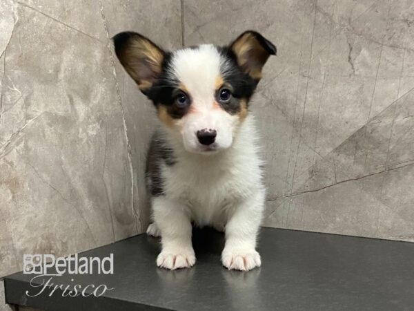 Pembroke Welsh Corgi-DOG-Male--29089-Petland Frisco, Texas