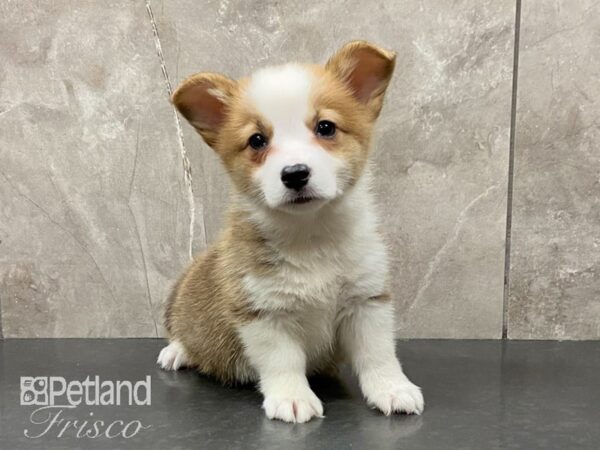 Pembroke Welsh Corgi-DOG-Female--29088-Petland Frisco, Texas