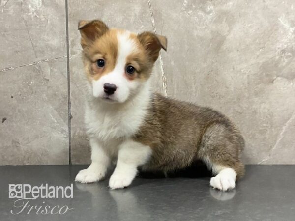 Pembroke Welsh Corgi-DOG-Female--29087-Petland Frisco, Texas