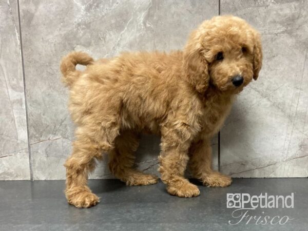 Goldendoodle DOG Female Red 29085 Petland Frisco, Texas