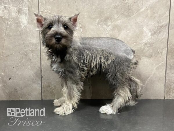 Miniature Schnauzer-DOG-Female-Salt and Pepper-29084-Petland Frisco & Mckinney, Texas