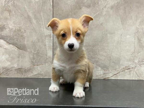 Pembroke Welsh Corgi-DOG-Female-Fawn & White-29083-Petland Frisco & Mckinney, Texas