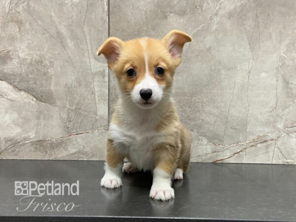 Pembroke Welsh Corgi DOG Female Fawn & White 29083 Petland Frisco, Texas