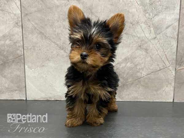 Yorkshire Terrier-DOG-Female-Black and Tan-29080-Petland Frisco & Mckinney, Texas