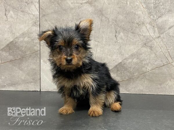 Yorkshire Terrier-DOG-Female-Black and Tan-29079-Petland Frisco & Mckinney, Texas