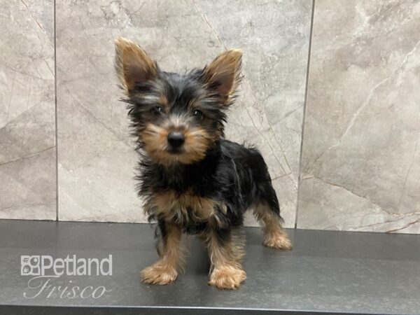 Silky Terrier-DOG-Female-Black and Tan-29078-Petland Frisco & Mckinney, Texas