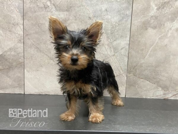 Silky Terrier-DOG-Female-Black and Tan-29078-Petland Frisco, Texas