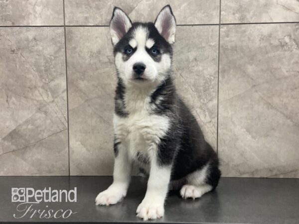 Siberian Husky DOG Male Black and White 29075 Petland Frisco, Texas