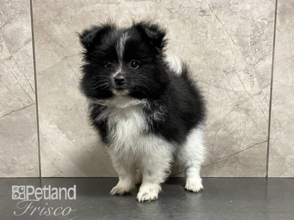 Pomeranian DOG Female Black and White 29074 Petland Frisco, Texas