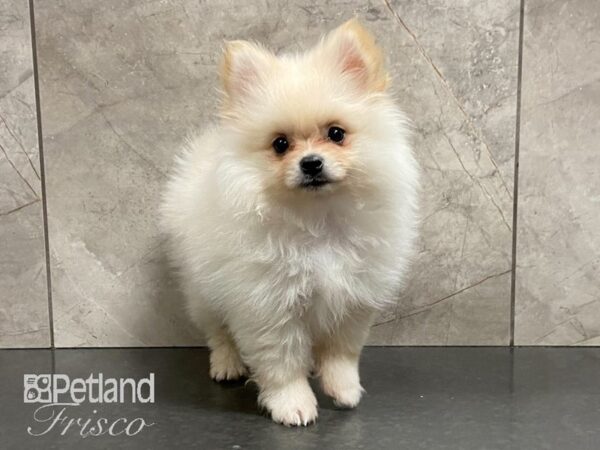 Pomeranian-DOG-Female-Cream-29073-Petland Frisco, Texas