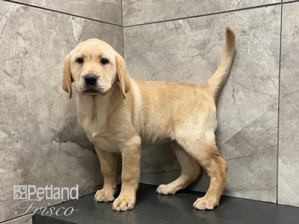 Labrador Retriever-DOG-Female-Yellow-29072-Petland Frisco & Mckinney, Texas