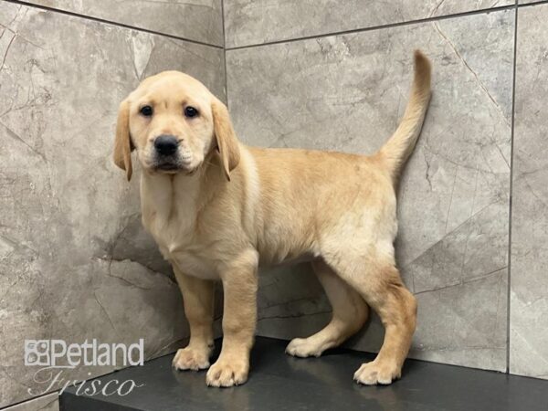 Labrador Retriever DOG Female Yellow 29072 Petland Frisco, Texas