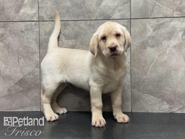 Labrador Retriever DOG Male Yellow 29071 Petland Frisco, Texas