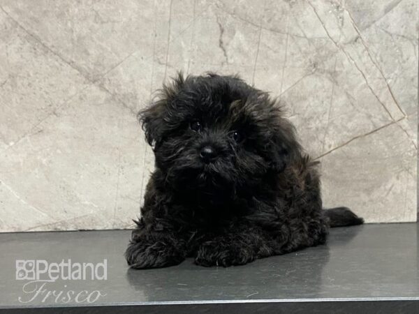 Shih Tzu/Maltese-DOG-Male-Brindle-29115-Petland Frisco, Texas