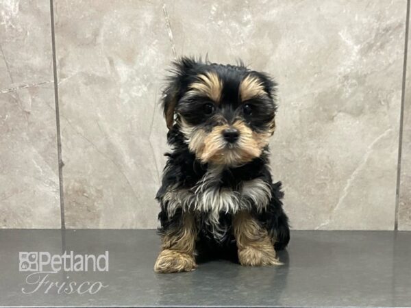 Morkie-DOG-Female--29114-Petland Frisco & Mckinney, Texas