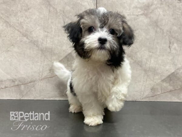 Maltipoo DOG Male White & Black 29113 Petland Frisco, Texas