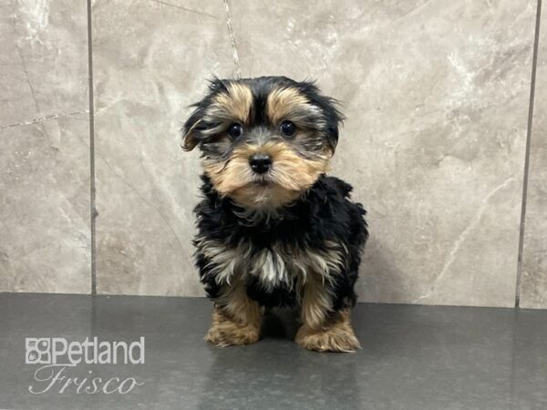 Morkie-DOG-Male--29112-Petland Frisco, Texas