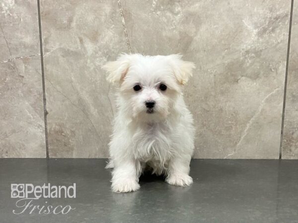 Maltese-DOG-Female-White-29111-Petland Frisco, Texas