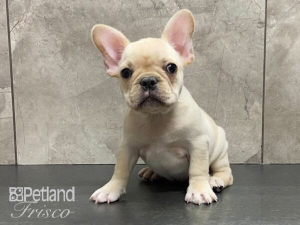 French Bulldog DOG Female 29110 Petland Frisco, Texas