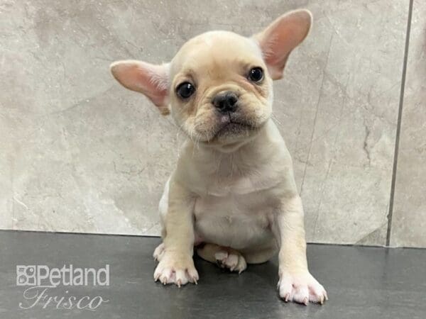 French Bulldog-DOG-Female--29109-Petland Frisco, Texas