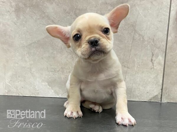 French Bulldog-DOG-Female--29109-Petland Frisco & Mckinney, Texas