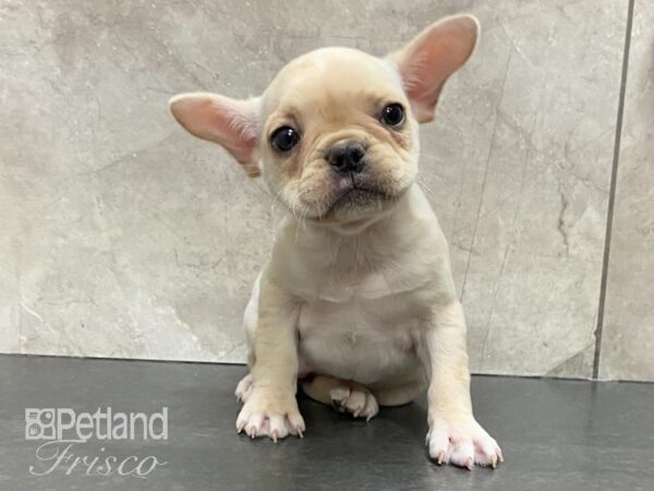 French Bulldog DOG Female 29109 Petland Frisco, Texas