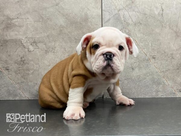 English Bulldog DOG Female 29108 Petland Frisco, Texas