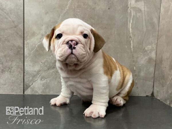 English Bulldog-DOG-Male--29107-Petland Frisco, Texas