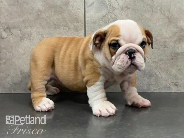 English Bulldog DOG Male 29106 Petland Frisco, Texas