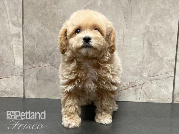 Poochon-DOG-Female-Golden-29105-Petland Frisco & Mckinney, Texas
