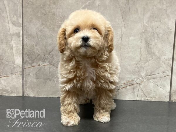 Poochon DOG Female Golden 29105 Petland Frisco, Texas