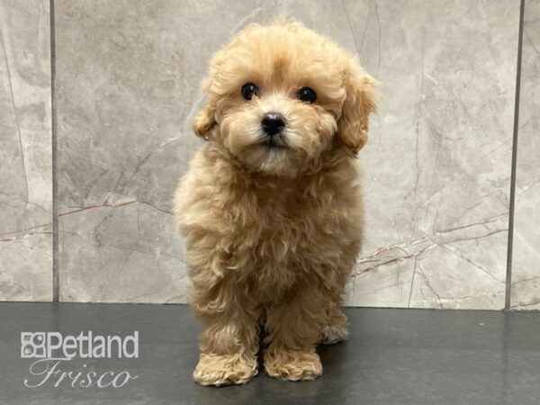 Poochon DOG Female Golden 29104 Petland Frisco, Texas