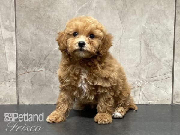 Poochon-DOG-Female-Golden-29103-Petland Frisco, Texas