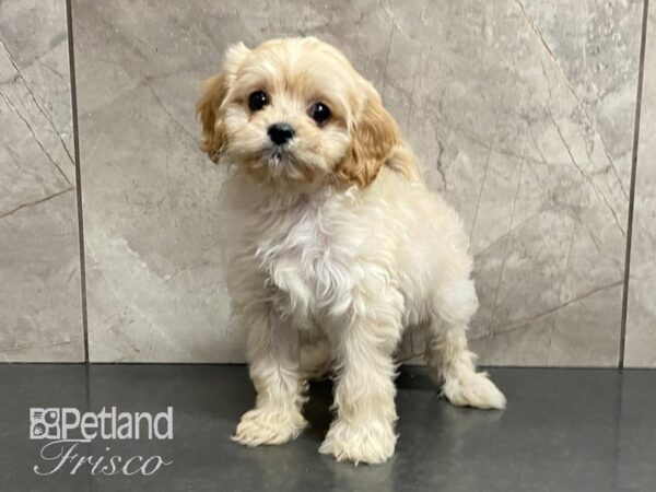 Cavapoo-DOG-Male-Cream-29102-Petland Frisco & Mckinney, Texas