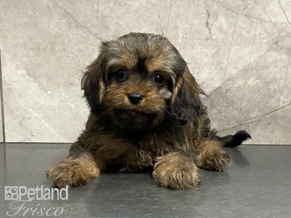 Cavapoo DOG Male Choc Sable 29101 Petland Frisco, Texas