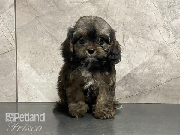 Cavapoo DOG Female Choc Sable 29100 Petland Frisco, Texas