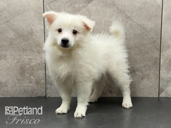 American Eskimo-DOG-Female-White-29129-Petland Frisco & Mckinney, Texas