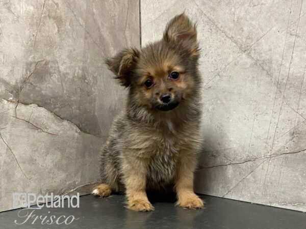 Pomeranian DOG Female Sable 29128 Petland Frisco, Texas