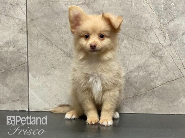 Pomeranian DOG Male Orange Sable 29127 Petland Frisco, Texas