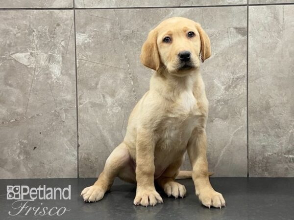 Labrador Retriever DOG Female Yellow 29126 Petland Frisco, Texas