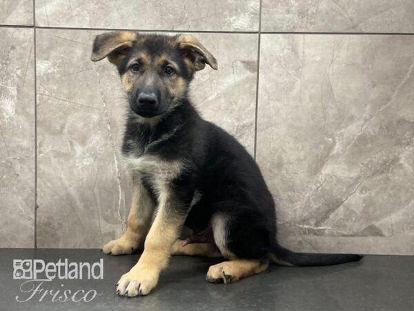 German Shepherd DOG Male Black & Tan 29125 Petland Frisco, Texas