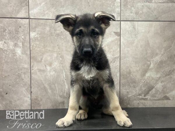 German Shepherd DOG Male Black & Tan 29124 Petland Frisco, Texas