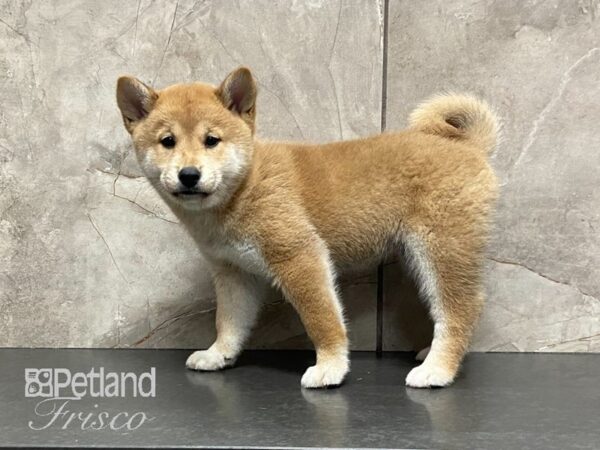 Shiba Inu DOG Female Red 29123 Petland Frisco, Texas