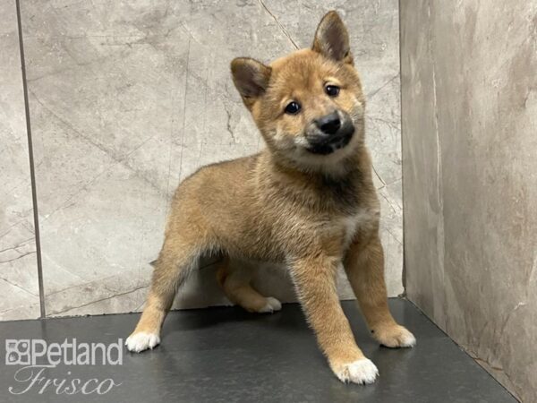 Shiba Inu DOG Female Red 29122 Petland Frisco, Texas