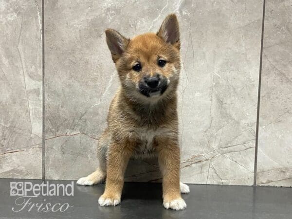 Shiba Inu-DOG-Female-Red-29121-Petland Frisco, Texas