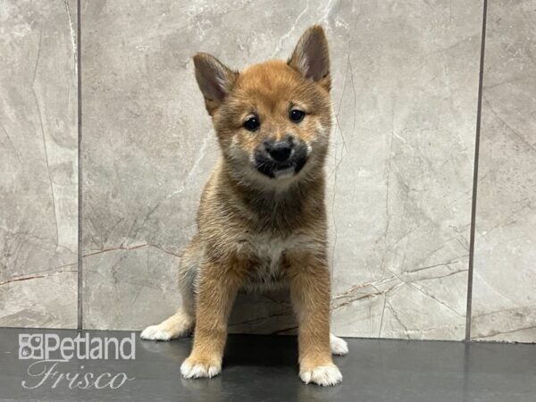 Shiba Inu DOG Female Red 29121 Petland Frisco, Texas