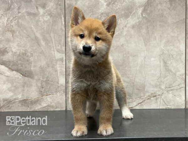 Shiba Inu DOG Male Red 29120 Petland Frisco, Texas