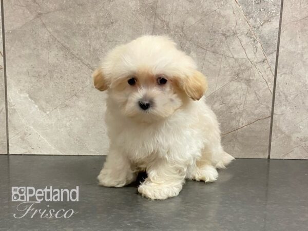 Shih Tzu/Maltese-DOG-Male-Tan/Wht-29119-Petland Frisco, Texas